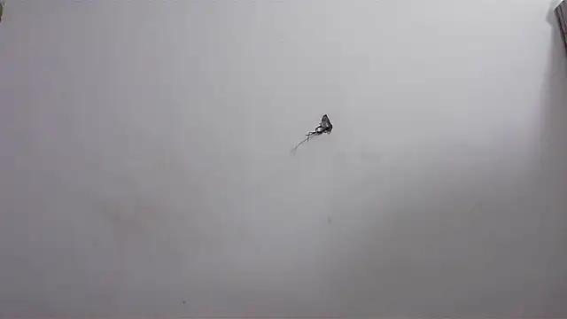 hard to do   online show from 20, 4, 2026