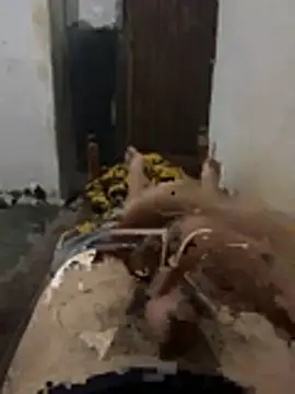 Polomoro23 online show from 27, 3, 2026