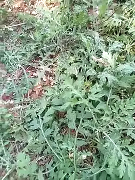 new sexy couple online show from 13, 3, 2026