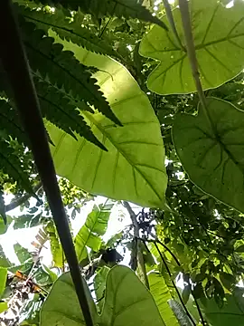 Snapshot of boy-pho- chatting on 20, 7, 2026 boy-pho- online show from 20, 7, 2026