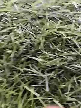 X-boy-11 online show from 16, 4, 2026