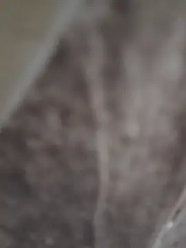 sk022 online show from 15, 4, 2026