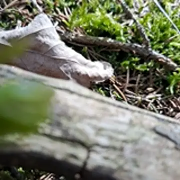 walddrinker online show from 24, 4, 2026