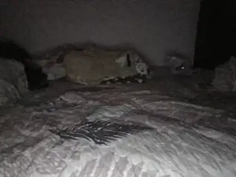 Snapshot of bscc chatting on 31, 1, 2025 bscc online show from 31, 1, 2025