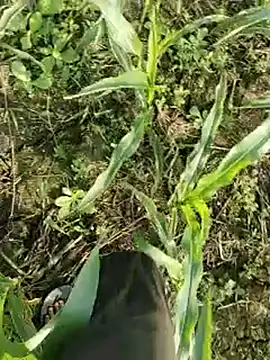 ThethunderPo online show from 17, 3, 2026