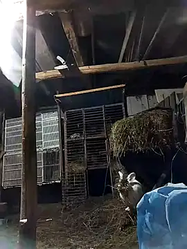 sarpe4 online show from 8, 2, 2026