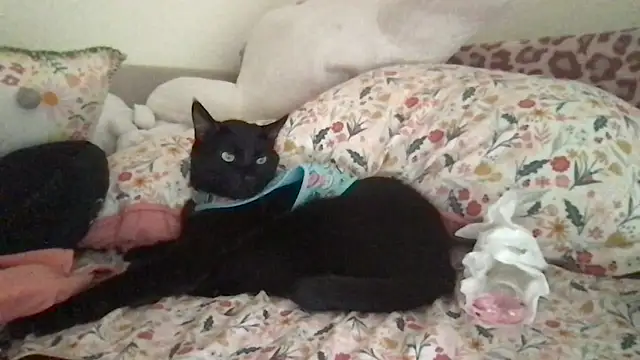 HYPHYtype online show from 9, 9, 2025