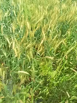 FinableKnee online show from 29, 3, 2026