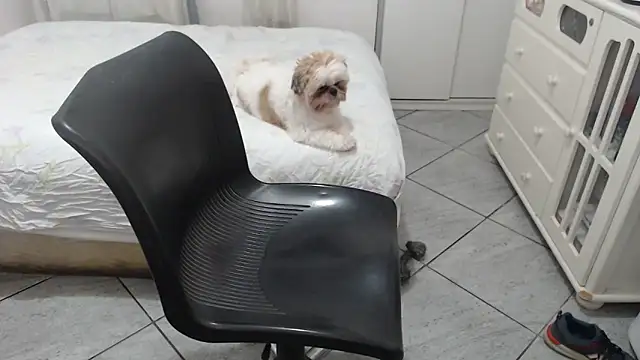 Snapshot of MysterBearMG chatting on 25, 11, 2025 MysterBearMG online show from 25, 11, 2025