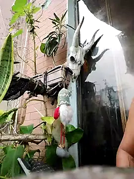 k lebannon online show from 9, 2, 2025