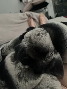 Snapshot of Furdale chatting on 24, 12, 2024 Furdale online show from 24, 12, 2024