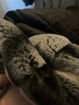 Snapshot of Furdale chatting on 2, 1, 2025 Furdale online show from 2, 1, 2025