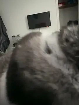 Snapshot of Furdale chatting on 18, 9, 2025 Furdale online show from 18, 9, 2025