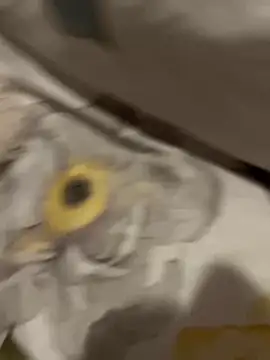 sweetmystery1 online show from 13, 3, 2025