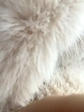 Snapshot of Feral_berry_8133 chatting on 2, 12, 2024 Feral berry 8133 online show from 2, 12, 2024