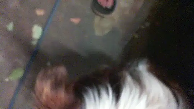 herbie010666 online show from 11, 1, 2025