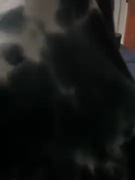 ROBOSTALLION online show from 13, 4, 2026