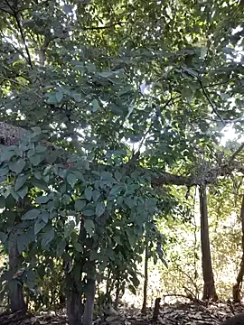 Rinku5553 online show from 27, 1, 2025