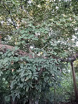 Snapshot of Rinku5553 chatting on 28, 9, 2025 Rinku5553 online show from 28, 9, 2025