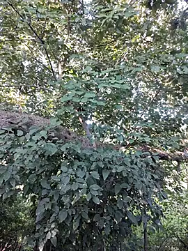 Snapshot of Rinku5553 chatting on 12, 10, 2025 Rinku5553 online show from 12, 10, 2025