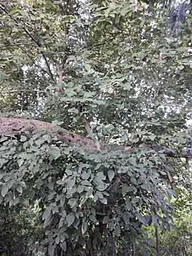 Snapshot of Rinku5553 chatting on 30, 10, 2025 Rinku5553 online show from 30, 10, 2025