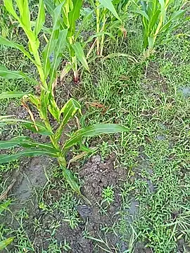 kummuduabbai online show from 11, 3, 2026