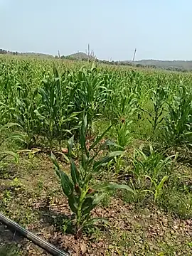 kummuduabbai online show from 27, 3, 2026