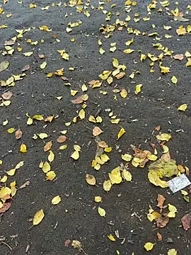 Snapshot of mihaixxx1 chatting on 9, 11, 2025 mihaixxx1 online show from 9, 11, 2025